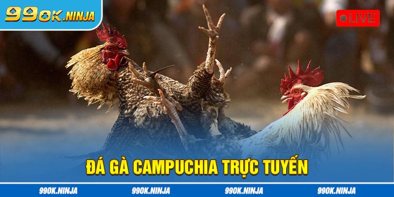 Đá gà campuchia trực tuyến