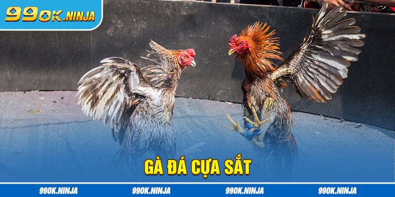 Gà đá cựa sắt